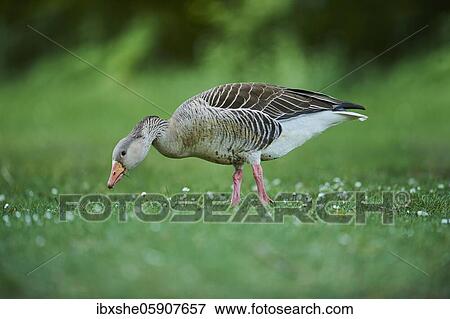 Greylag goose (Anser anser) on a field, Franconia, Bavaria, Germany, Europe View Large Photo Image Stock Photo - Greylag goose (Anser anser) on a field, Franconia, Bavaria, Germany, Europe. Fotosearch