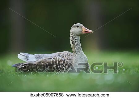 Greylag goose (Anser anser) on a field, Franconia, Bavaria, Germany, Europe View Large Photo Image Stock Photo - Greylag goose (Anser anser) on a field, Franconia, Bavaria, Germany, Europe. Fotosearch