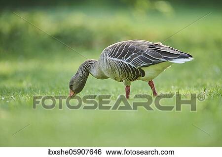 Greylag goose (Anser anser) on a field, Franconia, Bavaria, Germany, Europe View Large Photo Image Stock Photograph - Greylag goose (Anser anser) on a field, Franconia, Bavaria, Germany, Europe. Fotosearch