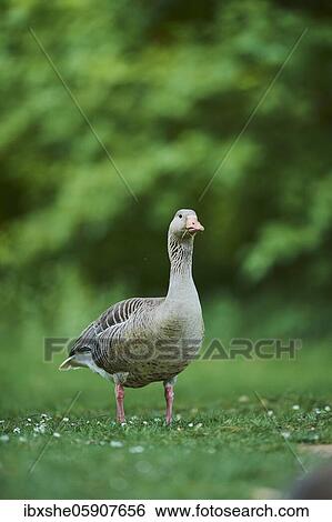 Greylag goose (Anser anser) on a field, Franconia, Bavaria, Germany, Europe View Large Photo Image Stock Photograph - Greylag goose (Anser anser) on a field, Franconia, Bavaria, Germany, Europe. Fotosearch