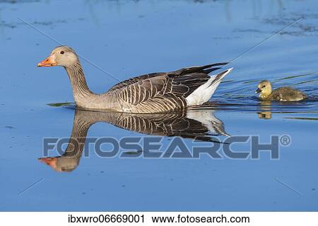 Greylag goose (anser anser) with goslings, Kattinger Watt, Schleswig-Holstein, Germany, Europe View Large Photo Image Stock Image - Greylag goose (anser anser) with goslings, Kattinger Watt, Schleswig-Holstein, Germany, Europe. Fotosearch