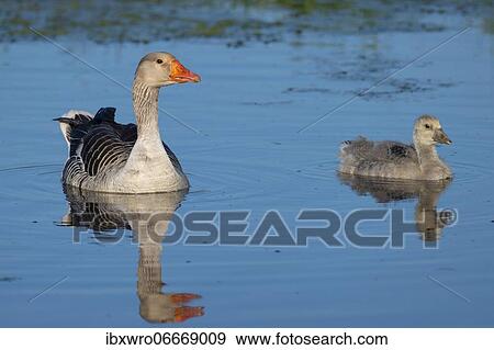 Greylag goose (anser anser) with goslings, Kattinger Watt, Schleswig-Holstein, Germany, Europe View Large Photo Image Stock Photo - Greylag goose (anser anser) with goslings, Kattinger Watt, Schleswig-Holstein, Germany, Europe. Fotosearch
