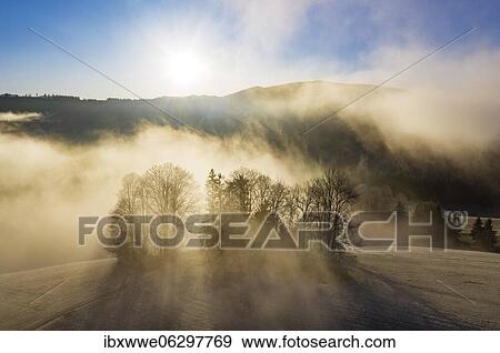 Stock Photo - Group of trees rising out of the sea of fog, inversion weather, drone shot, aerial view, Mondseeland, Salzkammergut, Upper Austria, Austria, Europe. Fotosearch