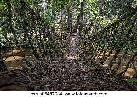 Hand made vine bridge in the Unesco world heritage sight Dzanga-Sangha Park Central African Republic View Large Photo Image Picture - Hand made vine bridge in the Unesco world heritage sight Dzanga-Sangha Park Central African Republic. Fotosearch