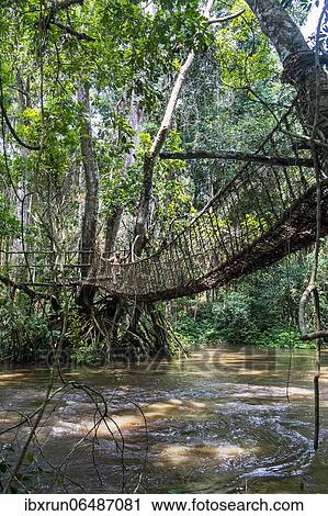 Hand made vine bridge in the Unesco world heritage sight Dzanga-Sangha Park Central African Republic View Large Photo Image Stock Image - Hand made vine bridge in the Unesco world heritage sight Dzanga-Sangha Park Central African Republic. Fotosearch