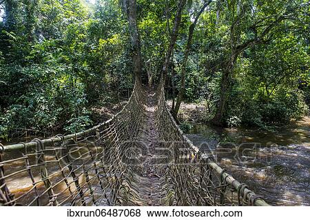 Hand made vine bridge in the Unesco world heritage sight Dzanga-Sangha Park Central African Republic View Large Photo Image Stock Photo - Hand made vine bridge in the Unesco world heritage sight Dzanga-Sangha Park Central African Republic. Fotosearch