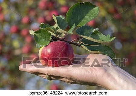 Hand with a ripe apple, Bavaria, Germany, Europe View Large Photo Image Picture - Hand with a ripe apple, Bavaria, Germany, Europe. Fotosearch