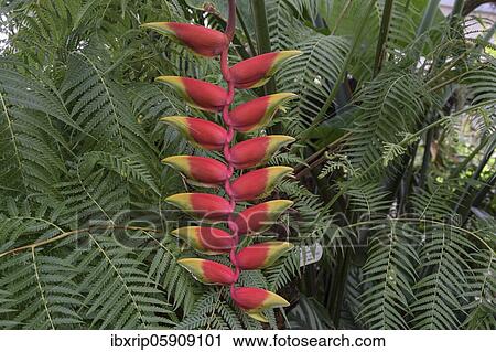 Hanging Lobster-claw (Heliconia rostrata), flower View Large Photo Image Stock Image - Hanging Lobster-claw (Heliconia rostrata), flower. Fotosearch