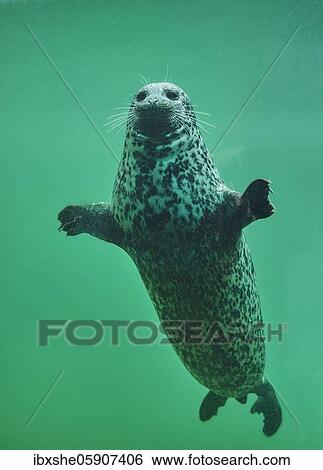 Harbour seal or common seal (Phoca vitulina) swimming under water, captive, Germany, Europe View Large Photo Image Stock Photograph - Harbour seal or common seal (Phoca vitulina) swimming under water, captive, Germany, Europe. Fotosearch