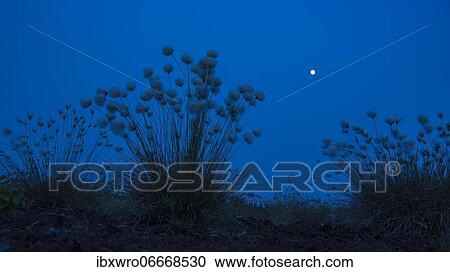 Stock Image - Hare's-tail cottongrass (Eriophorum vaginatum) at full moon at night, Goldenstedter Moor, Lower Saxony, Germany, Europe. Fotosearch