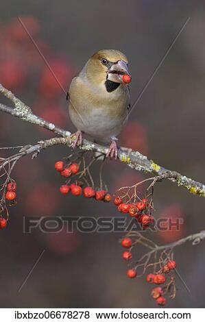 Hawfinch (Coccothraustes coccothraustes), a female in a smalmal dress sitting on a lichen-covered branch of a rowan with a berry in her beak, Swabian Alb Biosphere Reserve, Baden-Württemberg, Germany, Europe View Large Photo Image Stock Photo - Hawfinch (Coccothraustes coccothraustes), a female in a smalmal dress sitting on a lichen-covered branch of a rowan with a berry in her beak, Swabian Alb Biosphere Reserve, Baden-Württemberg, Germany, Europe. Fotosearch