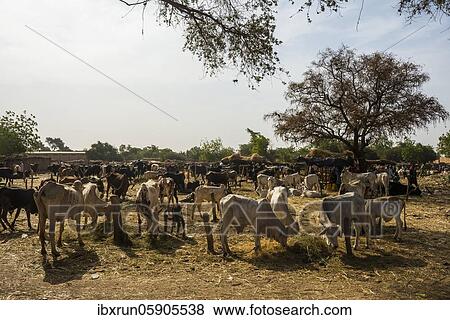 Herd of cows, animal market, Niamey, Niger, Africa View Large Photo Image Stock Photo - Herd of cows, animal market, Niamey, Niger, Africa. Fotosearch
