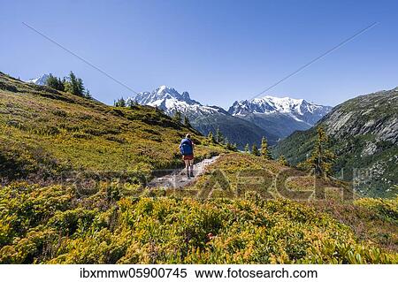 Hiker on hiking trail, mountain panorama from Aiguillette des Posettes, left summit of Aiguille Verte, right Aiguille du Midi and Mont Blanc, Chamonix, Haute-Savoie, France, Europe View Large Photo Image Stock Photography - Hiker on hiking trail, mountain panorama from Aiguillette des Posettes, left summit of Aiguille Verte, right Aiguille du Midi and Mont Blanc, Chamonix, Haute-Savoie, France, Europe. Fotosearch