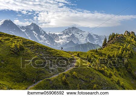 Hiker on hiking trail, snow-covered mountain peaks, Eiger, Mönch, Jungfraujoch and Jungfrau, Jungfraufirn glacier, Jungfrau region, Grindelwald, Bern, Switzerland, Europe View Large Photo Image Stock Image - Hiker on hiking trail, snow-covered mountain peaks, Eiger, Mönch, Jungfraujoch and Jungfrau, Jungfraufirn glacier, Jungfrau region, Grindelwald, Bern, Switzerland, Europe. Fotosearch