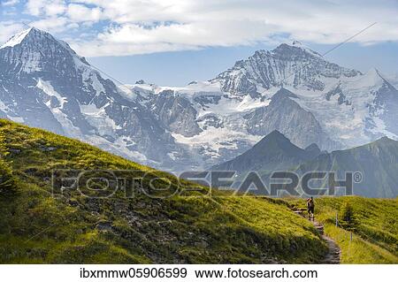 Hiker on hiking trail, snow-covered mountain peaks, Mönch, Jungfraujoch and Jungfrau, Jungfraufirn glacier, Jungfrau region, Grindelwald, Bern, Switzerland, Europe View Large Photo Image Stock Photo - Hiker on hiking trail, snow-covered mountain peaks, Mönch, Jungfraujoch and Jungfrau, Jungfraufirn glacier, Jungfrau region, Grindelwald, Bern, Switzerland, Europe. Fotosearch