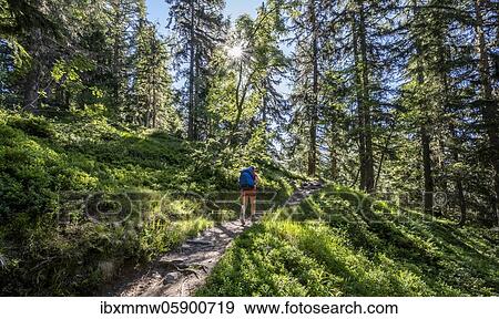 Stock Photo - Hiker on trail through forest, Chamonix, Haute-Savoie, France, Europe. Fotosearch