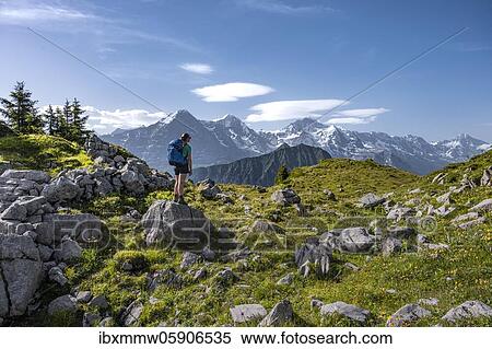 Stock Photography - Hiker standing on rocks and looking at mountains, Schynige Platte, mountain top in the back, Jungfrau region, Grindelwald, canton Bern, Switzerland, Europe. Fotosearch