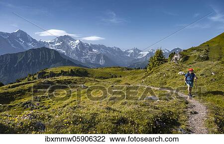 Stock Image - Hikers at the Schynige Platte, snow covered mountain peaks, Eiger, Mönch, Jungfraujoch and Jungfrau, Jungfrau region, Grindelwald, Canton Bern, Switzerland, Europe. Fotosearch