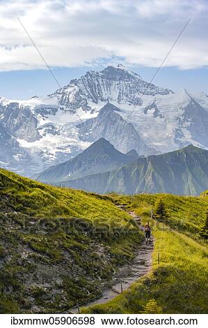 Hikers on hiking trail, snow-covered mountain peaks, Jungfraujoch and Jungfrau, Jungfraufirn glacier, Jungfrauregion, Grindelwald, Bern, Switzerland, Europe View Large Photo Image Stock Photo - Hikers on hiking trail, snow-covered mountain peaks, Jungfraujoch and Jungfrau, Jungfraufirn glacier, Jungfrauregion, Grindelwald, Bern, Switzerland, Europe. Fotosearch