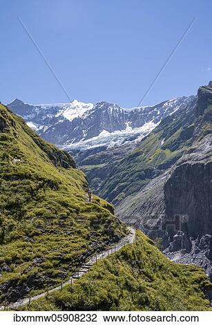 Hiking trail from Grindelwald to Schreckhornhütte, glacier Grindelwald-Fieschergletscher and summit of Walcherhorn, Bernese Oberland, Switzerland, Europe View Large Photo Image Stock Image - Hiking trail from Grindelwald to Schreckhornhütte, glacier Grindelwald-Fieschergletscher and summit of Walcherhorn, Bernese Oberland, Switzerland, Europe. Fotosearch