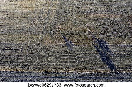 Stock Image - Hoarfrost covered field with fruit trees, drone shot, aerial view, Mondseeland, Salzkammergut, Upper Austria, Austria, Europe. Fotosearch