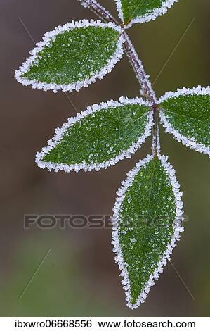 Hoarfrost on a leaf, ice crystals, frost, winter, Goldenstedter Moor, Lower Saxony, Germany, Europe View Large Photo Image Stock Photograph - Hoarfrost on a leaf, ice crystals, frost, winter, Goldenstedter Moor, Lower Saxony, Germany, Europe. Fotosearch