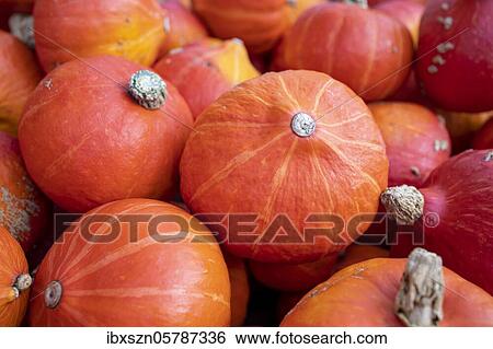 Hokkaido pumpkin, Thurgau, Switzerland, Europe View Large Photo Image Stock Photograph - Hokkaido pumpkin, Thurgau, Switzerland, Europe. Fotosearch