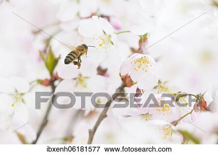 Stock Photo - Honey bee (Apis mellifera) in flight in front of cherry blossoms (Prunus serrulata), Emsland, Lower Saxony, Germany, Europe. Fotosearch