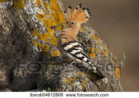 Hoopoe (Upupa epops) with food at breeding hole, Extremadura, Spain, Europe View Large Photo Image Stock Photograph - Hoopoe (Upupa epops) with food at breeding hole, Extremadura, Spain, Europe. Fotosearch