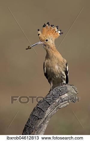 Stock Image - Hoopoe (Upupa epops) with food, Extremadura, Spain, Europe. Fotosearch
