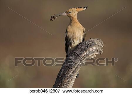 Hoopoe (Upupa epops) with food, Extremadura, Spain, Europe View Large Photo Image Stock Photo - Hoopoe (Upupa epops) with food, Extremadura, Spain, Europe. Fotosearch
