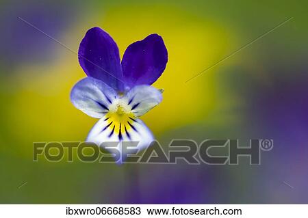 Horned pansy (Viola cornuta) in the nature reserve Borkener Paradies, Hudewald, flower, plant, Germany, Europe View Large Photo Image Stock Image - Horned pansy (Viola cornuta) in the nature reserve Borkener Paradies, Hudewald, flower, plant, Germany, Europe. Fotosearch