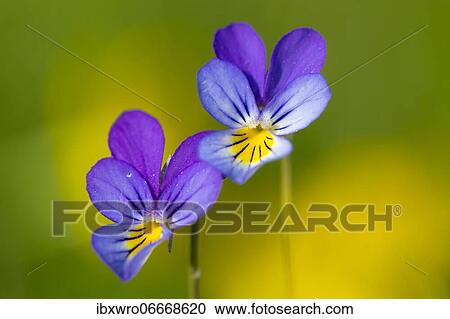 Horned pansy (Viola cornuta) m Borkener Paradies nature reserve, Hudewald, flower, plant, Germany, Europe View Large Photo Image Stock Image - Horned pansy (Viola cornuta) m Borkener Paradies nature reserve, Hudewald, flower, plant, Germany, Europe. Fotosearch