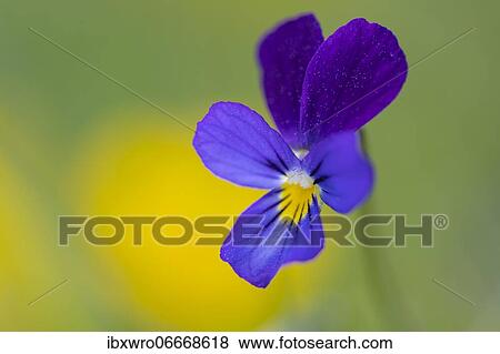 Horned pansy (Viola cornuta) m Borkener Paradies nature reserve, Hudewald, flower, plant, Germany, Europe View Large Photo Image Stock Photo - Horned pansy (Viola cornuta) m Borkener Paradies nature reserve, Hudewald, flower, plant, Germany, Europe. Fotosearch