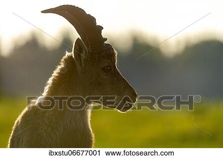 Stock Image - Ibex (Capra ibex), young animal in the backlight. Fotosearch
