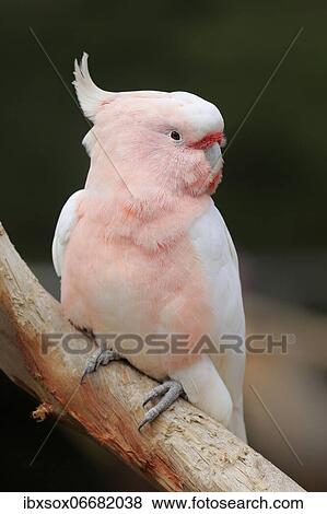 Inca cockatoo (Lophochroa leadbeateri), adult, sitting on branch, New South Wales, Australia, Oceania View Large Photo Image Stock Photo - Inca cockatoo (Lophochroa leadbeateri), adult, sitting on branch, New South Wales, Australia, Oceania. Fotosearch