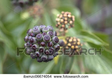 Infructescence, ivy (Hedera helix), Germany, Europe View Large Photo Image Picture - Infructescence, ivy (Hedera helix), Germany, Europe. Fotosearch