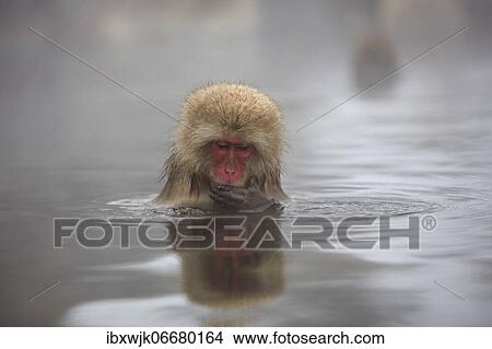 Japanese macaque (Macaca fuscata), juvenile, bathing in spring water pool with water reflection, Jigokudani Monkey Park, Nagano District, Honshu, Japan, Asia View Large Photo Image Picture - Japanese macaque (Macaca fuscata), juvenile, bathing in spring water pool with water reflection, Jigokudani Monkey Park, Nagano District, Honshu, Japan, Asia. Fotosearch