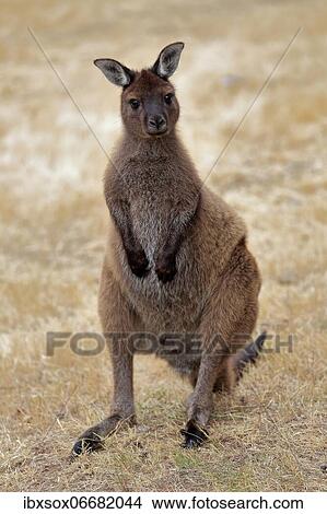Kangaroo Island grey kangaroo (Macropus fuliginosus fuliginosus), adult, male, Kangaroo Island, South Australia, Australia, Oceania View Large Photo Image Picture - Kangaroo Island grey kangaroo (Macropus fuliginosus fuliginosus), adult, male, Kangaroo Island, South Australia, Australia, Oceania. Fotosearch