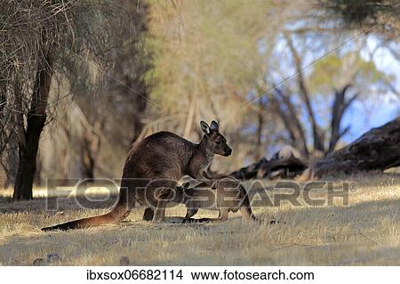 Kangaroo Island grey kangaroo (Macropus fuliginosus fuliginosus), mother with young, joey, social behaviour, suckling, Kangaroo Island, South Australia, Australia, Oceania View Large Photo Image Picture - Kangaroo Island grey kangaroo (Macropus fuliginosus fuliginosus), mother with young, joey, social behaviour, suckling, Kangaroo Island, South Australia, Australia, Oceania. Fotosearch