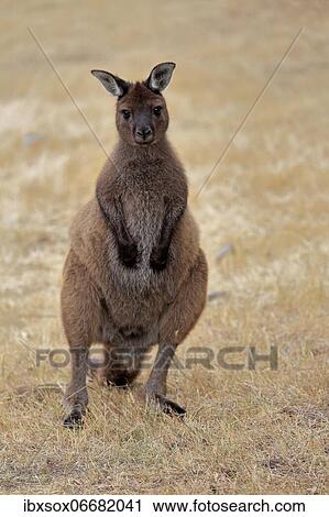 Kangaroo Island grey kangaroo (Macropus fuliginosus fuliginosus), adult, male, Kangaroo Island, South Australia, Australia, Oceania View Large Photo Image Stock Image - Kangaroo Island grey kangaroo (Macropus fuliginosus fuliginosus), adult, male, Kangaroo Island, South Australia, Australia, Oceania. Fotosearch