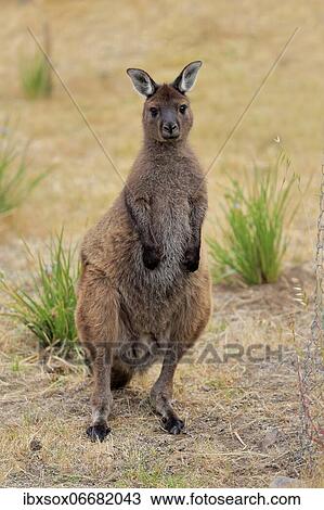 Kangaroo Island grey kangaroo (Macropus fuliginosus fuliginosus), adult, male, Kangaroo Island, South Australia, Australia, Oceania View Large Photo Image Stock Image - Kangaroo Island grey kangaroo (Macropus fuliginosus fuliginosus), adult, male, Kangaroo Island, South Australia, Australia, Oceania. Fotosearch