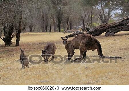 Kangaroo Island grey kangaroo (Macropus fuliginosus fuliginosus), adult, male, female, juvenile, group, Kangaroo Island, South Australia, Australia, Oceania View Large Photo Image Stock Image - Kangaroo Island grey kangaroo (Macropus fuliginosus fuliginosus), adult, male, female, juvenile, group, Kangaroo Island, South Australia, Australia, Oceania. Fotosearch