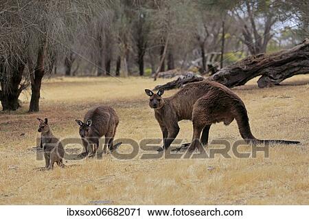 Kangaroo Island grey kangaroo (Macropus fuliginosus fuliginosus), adult, male, female, juvenile, group, Kangaroo Island, South Australia, Australia, Oceania View Large Photo Image Stock Image - Kangaroo Island grey kangaroo (Macropus fuliginosus fuliginosus), adult, male, female, juvenile, group, Kangaroo Island, South Australia, Australia, Oceania. Fotosearch
