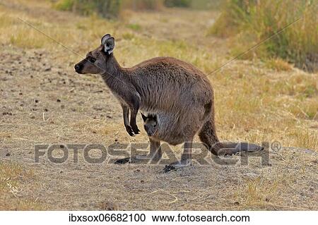 Kangaroo Island grey kangaroo (Macropus fuliginosus fuliginosus), female, mother with young, joey, young in pouch, social behaviour, Kangaroo Island, South Australia, Australia, Oceania View Large Photo Image Stock Image - Kangaroo Island grey kangaroo (Macropus fuliginosus fuliginosus), female, mother with young, joey, young in pouch, social behaviour, Kangaroo Island, South Australia, Australia, Oceania. Fotosearch