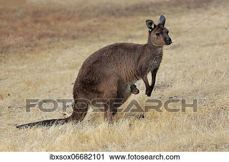 Kangaroo Island grey kangaroo (Macropus fuliginosus fuliginosus), female, mother with young, joey, young in pouch, social behaviour, Kangaroo Island, South Australia, Australia, Oceania View Large Photo Image Stock Image - Kangaroo Island grey kangaroo (Macropus fuliginosus fuliginosus), female, mother with young, joey, young in pouch, social behaviour, Kangaroo Island, South Australia, Australia, Oceania. Fotosearch