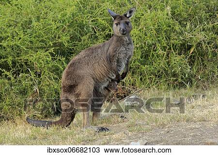 Stock Image - Kangaroo Island grey kangaroo (Macropus fuliginosus fuliginosus), female, mother with young, joey, young in pouch, social behaviour, Kangaroo Island, South Australia, Australia, Oceania. Fotosearch