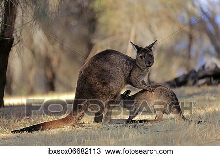 Kangaroo Island grey kangaroo (Macropus fuliginosus fuliginosus), mother with young, joey, social behaviour, suckling, Kangaroo Island, South Australia, Australia, Oceania View Large Photo Image Stock Image - Kangaroo Island grey kangaroo (Macropus fuliginosus fuliginosus), mother with young, joey, social behaviour, suckling, Kangaroo Island, South Australia, Australia, Oceania. Fotosearch