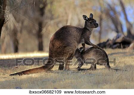 Kangaroo Island grey kangaroo (Macropus fuliginosus fuliginosus), mother with young, joey, social behaviour, suckling, Kangaroo Island, South Australia, Australia, Oceania View Large Photo Image Stock Photo - Kangaroo Island grey kangaroo (Macropus fuliginosus fuliginosus), mother with young, joey, social behaviour, suckling, Kangaroo Island, South Australia, Australia, Oceania. Fotosearch