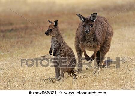Kangaroo Island grey kangaroo (Macropus fuliginosus fuliginosus), mother with young, social behaviour, Kangaroo Island, South Australia, Australia, Oceania View Large Photo Image Stock Photo - Kangaroo Island grey kangaroo (Macropus fuliginosus fuliginosus), mother with young, social behaviour, Kangaroo Island, South Australia, Australia, Oceania. Fotosearch